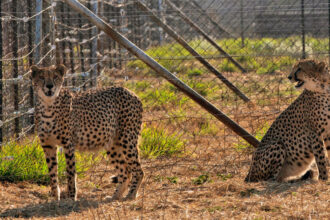 Cheetah Deaths Mar India’s Efforts to Reintroduce the Big Cats