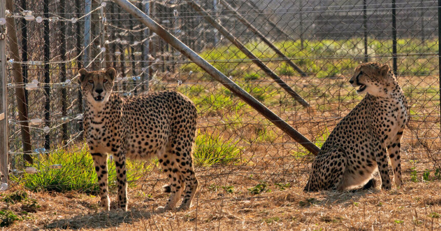 Cheetah Deaths Mar India’s Efforts to Reintroduce the Big Cats