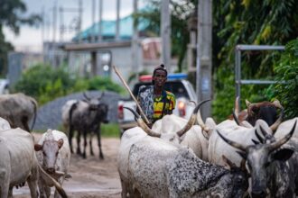 Lekki,,Lagos,,Nigeria,-,September,18th,2021:,A,Young,Fulani