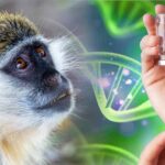 Green Monkey DNA Found in COVID-19 Shots