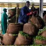 KENYA/TANZANIA : Kenya fears losing key regional tea-trading role