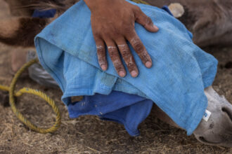 Meet the Roving Veterinarians Caring for Mexico’s Rural Horses