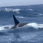 Orcas Slam Into Boat Off the Coast of Morocco