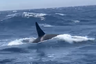 Orcas Slam Into Boat Off the Coast of Morocco