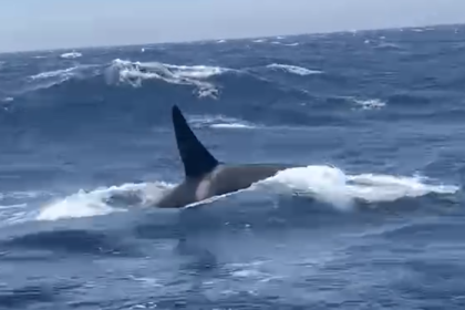 Orcas Slam Into Boat Off the Coast of Morocco