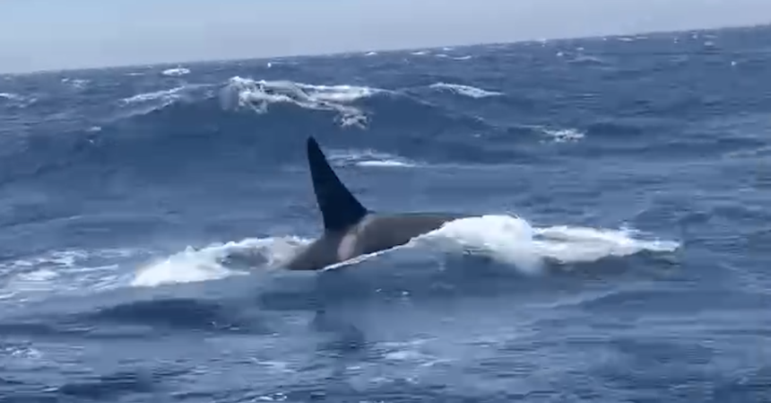 Orcas Slam Into Boat Off the Coast of Morocco