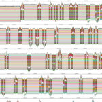 Scientists Unveil a More Diverse Human Genome