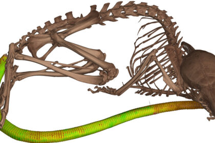 The Spiny Mouse Has Been Hiding Its Armored Tail All This Time