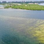 Toxic Algae and Red Tide