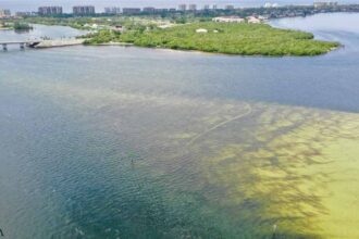 Toxic Algae and Red Tide