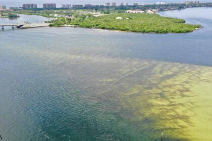 Toxic Algae and Red Tide