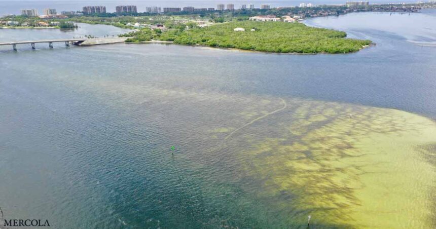 Toxic Algae and Red Tide