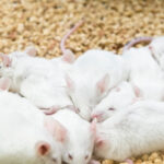 Ultrasound Pulses to Brain Send Mice Into a Hibernation-Like State