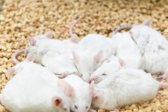 Ultrasound Pulses to Brain Send Mice Into a Hibernation-Like State