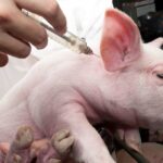 What Safety Studies Have Been Done on mRNA Swine Vaccines?