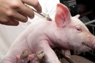 What Safety Studies Have Been Done on mRNA Swine Vaccines?