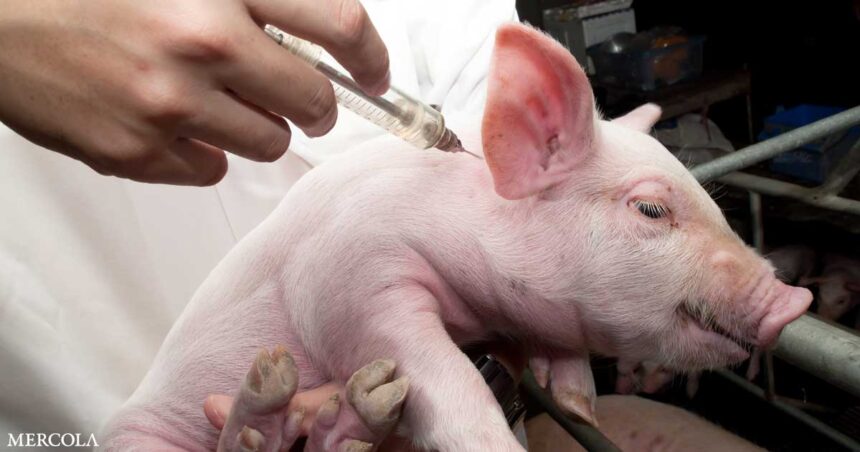 What Safety Studies Have Been Done on mRNA Swine Vaccines?