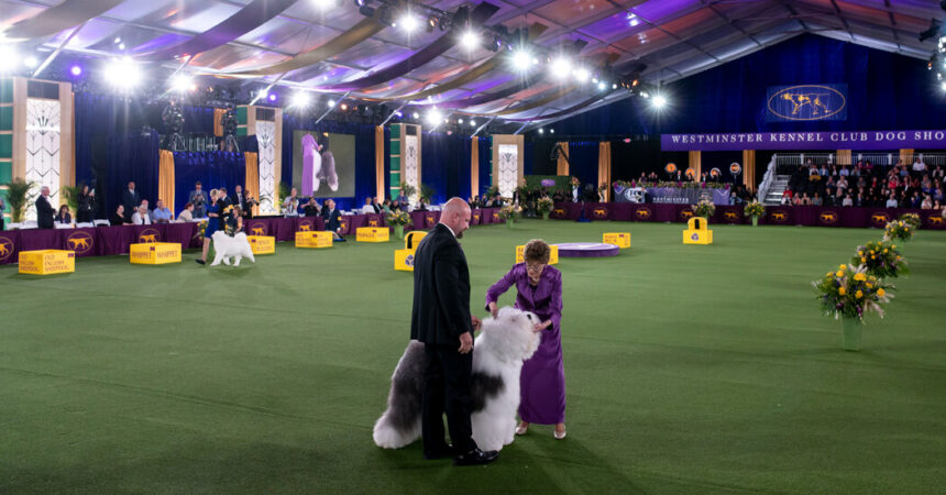 Who’s a Good Boy? Ask These Westminster Judges.