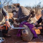 Black Rhinos, Horns Cut Off, Lose Some of Their Gusto