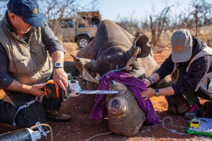 Black Rhinos, Horns Cut Off, Lose Some of Their Gusto