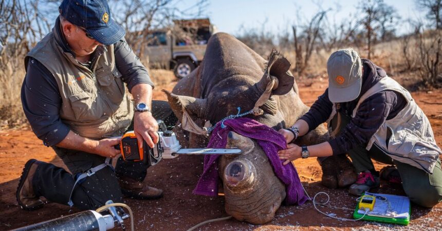 Black Rhinos, Horns Cut Off, Lose Some of Their Gusto