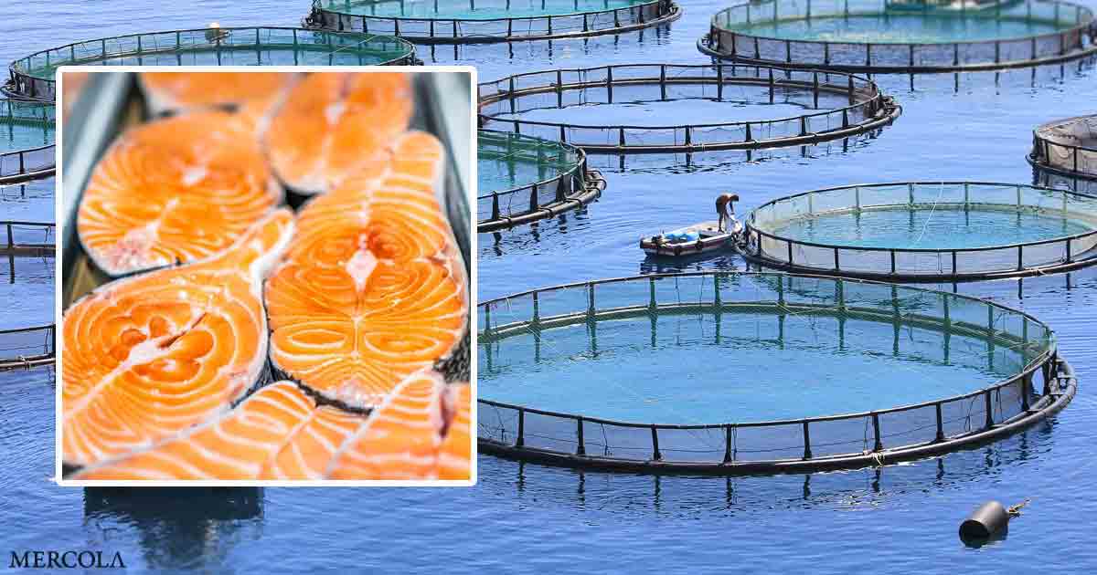 Factory Farmed Salmon Full of Disease and Hazardous Chemicals