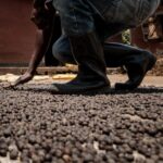 KENYA/UGANDA : Ugandan traders obliged to export Australia-bound coffee via Kenya