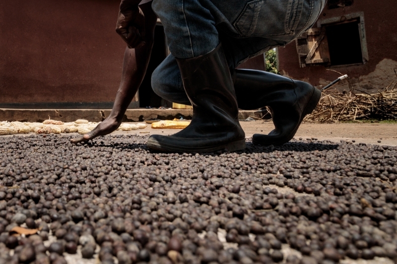 KENYA/UGANDA : Ugandan traders obliged to export Australia-bound coffee via Kenya