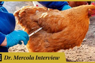 Maryn McKenna - How Antibiotics Created the Chicken Industry