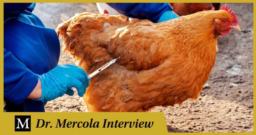 Maryn McKenna - How Antibiotics Created the Chicken Industry