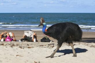 Protecting Australia’s Most Charismatic Murder-Bird