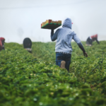 Smart Climate Changes in Zimbabwe Reaps Bountiful Harvest - IT News Africa