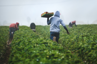 Smart Climate Changes in Zimbabwe Reaps Bountiful Harvest - IT News Africa