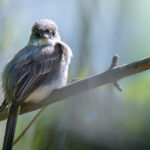 Sparrows Are the Main Suspects in a Bird-Nest Murder