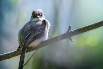 Sparrows Are the Main Suspects in a Bird-Nest Murder