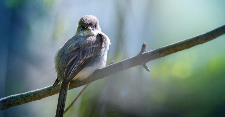 Sparrows Are the Main Suspects in a Bird-Nest Murder