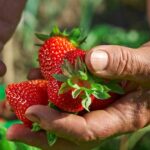 Strawberries Are the Dirtiest of the 'Dirty Dozen'