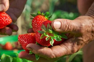 Strawberries Are the Dirtiest of the 'Dirty Dozen'