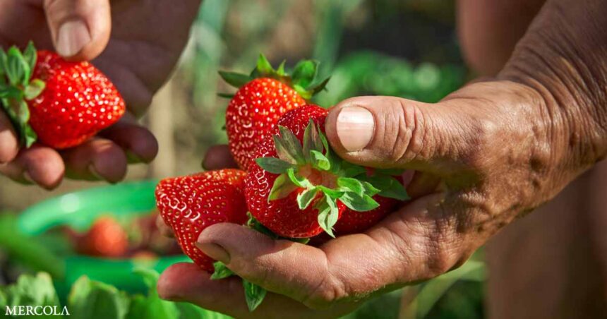 Strawberries Are the Dirtiest of the 'Dirty Dozen'