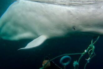 This Famous ‘Spy’ Whale Likes People. That Could Be a Problem.