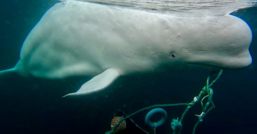 This Famous ‘Spy’ Whale Likes People. That Could Be a Problem.