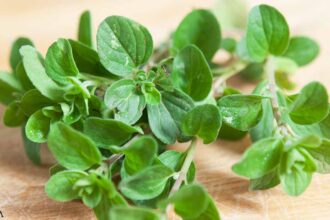 Top Five Health Benefits of Marjoram