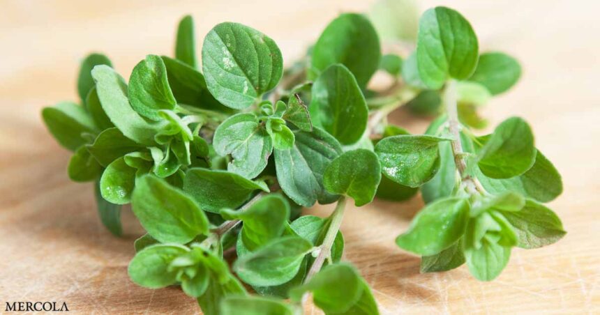 Top Five Health Benefits of Marjoram