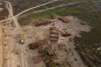 Tree Loss Increases in Crucial Tropical Forests