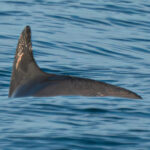 Video and Photos Show a Tiny, Critically Endangered Porpoise Still Hanging On