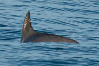 Video and Photos Show a Tiny, Critically Endangered Porpoise Still Hanging On