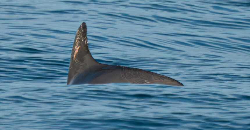 Video and Photos Show a Tiny, Critically Endangered Porpoise Still Hanging On