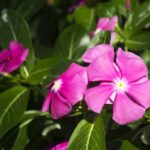 Why so Many Cancer Drugs Are Made From Periwinkle