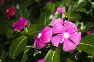 Why so Many Cancer Drugs Are Made From Periwinkle