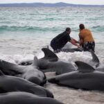 52 Whales Die After Mass Stranding in Western Australia